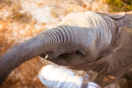 Baby african elephant reaching for a snackの写真素材