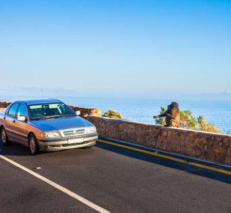 Hitchhiking baboon on the roadside, South Africaの写真素材