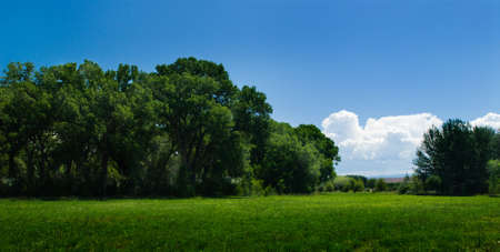 Blue sky, lush green field, and forestの写真素材