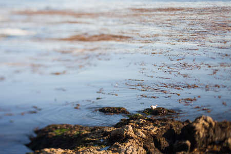 Seal on rocks off the Pacific Coast Highway, tilt shift effect