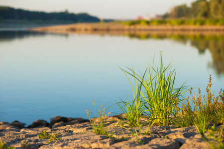 Grass at the edge of the Oder RIver, Germany