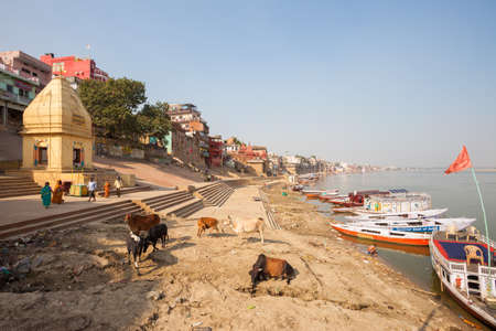 VARANASI, INDIA - 27 Oct 2016: Cows and rowboats along the River Ganges on October 27, 2016 in Varanasi, Indiaのeditorial素材
