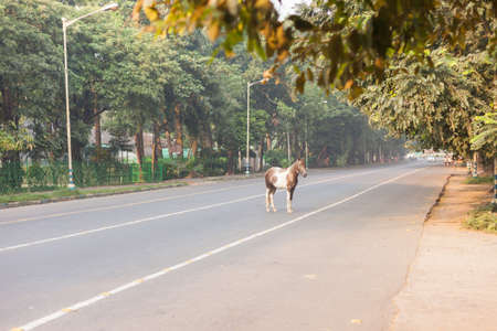 A horse occupies an otherwise empty street in Kolkata (Calcutta), Indiaの写真素材