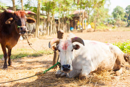 Cows with 'tika' markings for Tihar festival in Nepal
