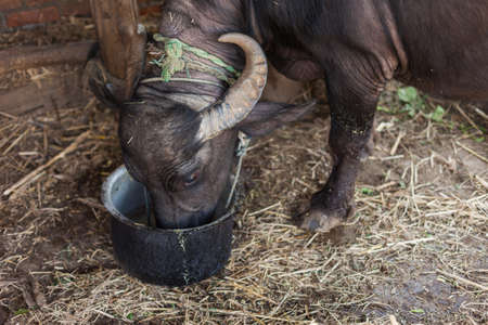 A domesticated Nepalese buffalo eats from a pailの写真素材