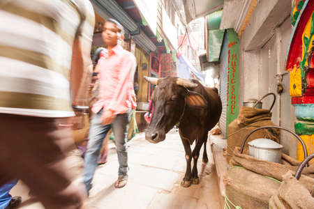 VARANASI, INDIA - 25 Oct 2016: Passerby interact with cow in the alleyways on October 25, 2016 in Varanasi, Indiaのeditorial素材