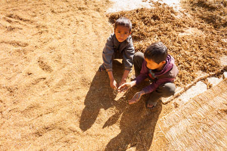 TAPLEJUNG, NEPAL - 13 December 2016: Nepali children playing in grains of threshed black millet, 13 December 2016 in Taplejung, Nepalのeditorial素材