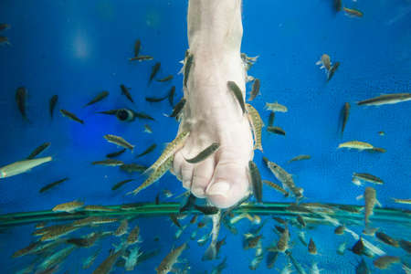 Tourists enjoy a "fish massage" (pedicure) in southeast Asiaの写真素材