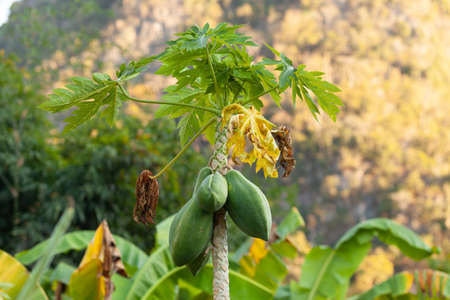 Carica papaya tree growing in the north of Thailandの写真素材