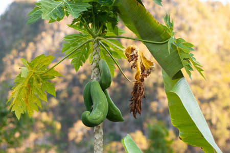 Carica papaya tree growing in the north of Thailandの写真素材