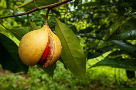 Ripe nutmeg fruit with red mace showing, Banda Islandsの写真素材