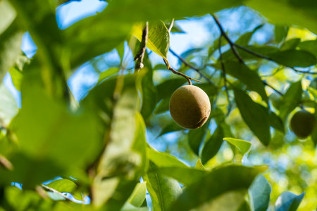 Nutmeg fruit growing on a tree in the Banda Islands