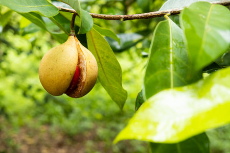 Ripe nutmeg fruit with red mace showing, Banda Islandsの写真素材