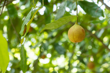 Nutmeg fruit growing on a tree in the Banda Islandsの写真素材
