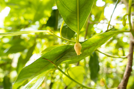 Nutmeg flower growing on a tree in the Banda Islandsの写真素材