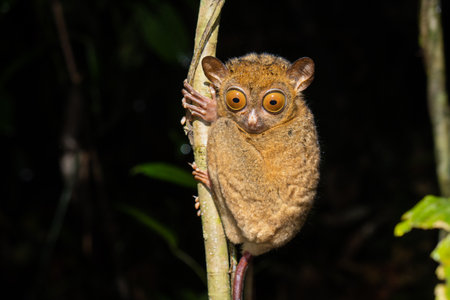 Horsfeld's tarsier (Cephalopachus bancanus) in Borneoの写真素材
