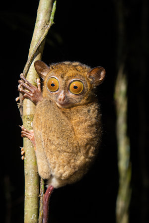 Horsfeld's tarsier (Cephalopachus bancanus) in Borneoの写真素材