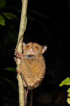 Horsfeld's tarsier (Cephalopachus bancanus) in Borneoの写真素材