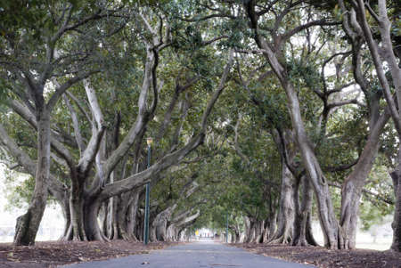 Trees Aliveの写真素材