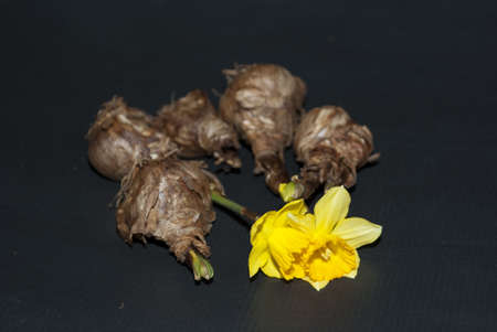 Daffodil
