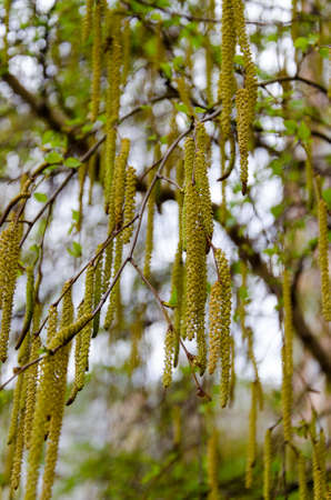 Birch tree buds in spring in city