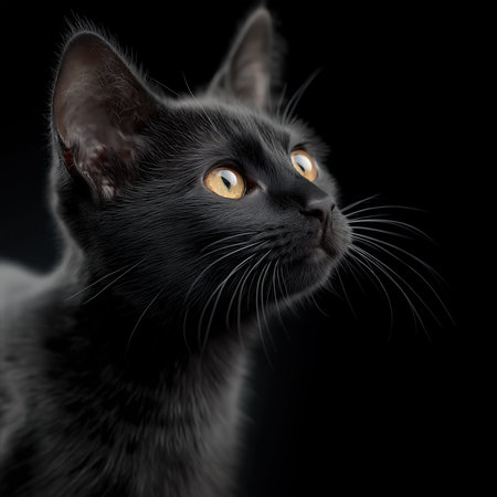 Elegant black cat with yellow eyes looking up against black backdrop suitable for pet care promotion mystery themes and holiday graphicsの素材