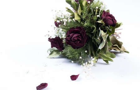 Old dried roses isolated against a white backgroundの写真素材