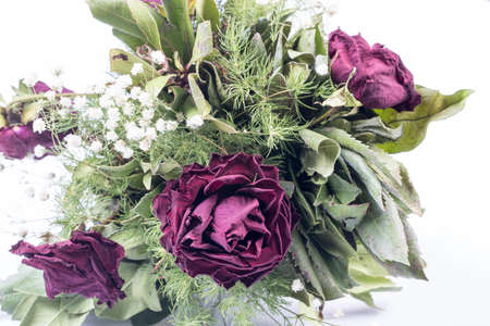 Old dried roses isolated against a white backgroundの写真素材