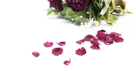 Old dried roses isolated against a white backgroundの写真素材