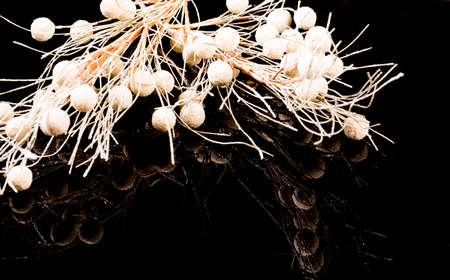 Branched artificial bud flower isolated on black backgroundの写真素材