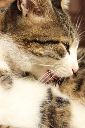 quiet, sleepy, cats, tabby,の写真素材
