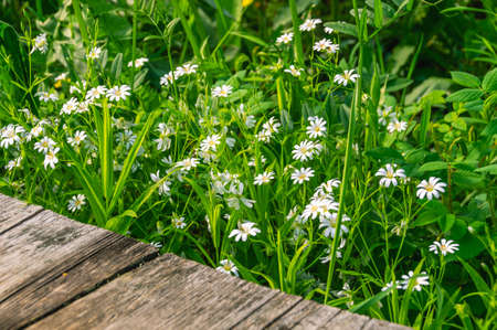 White wildflowers grow next to the wooden flooring on the road in the village. Dark boards, green grass and flowers on a summer day. Vegetation in rural areas.の写真素材