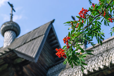 Ripe red rowan fruits on the background of an old wooden church. Common mountain ash. Red berries and green foliage on the tree in summer.の写真素材