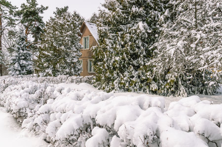 Winter in the countryside. White snow on bushes, trees in the village. A rustic house in a winter forest. Snow-covered tree branches in the forest. A house in a winter forestの写真素材