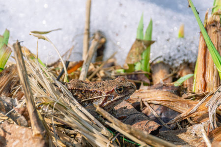 Frogs from the order of tailless amphibians. The frog basks in the sun in the spring after...