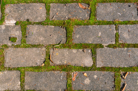 Gray concrete paving slabs. The background is made of gray paving slabs. Material for covering sidewalks, streets. There is green moss between the tile seams.の写真素材