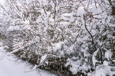 White snow on trees in winter. Coniferous forest in winter. Snow-covered branches of trees and shrubs after a snowfall. Pine trees in the winter season. Nature in the forest in winter.の写真素材