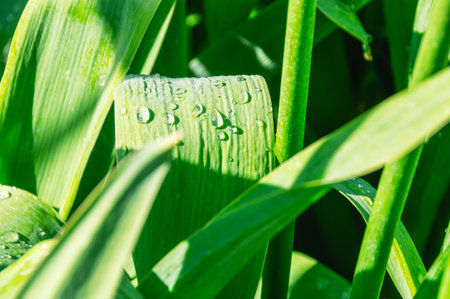 Morning dew drops on green grass leaves. Water on plants in the morning in the village.の写真素材
