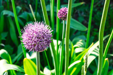 Blooming purple garlic on a background of green grass. Garlic for eating and cooking. Plants with a...
