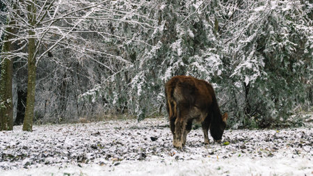 A brown bull is grazing in the forest. The bull is trying to get to the green grass after a snowfall. Pets on the farm. A bull eats grass in a forest with icy tree branches.の写真素材
