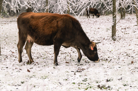 A brown cow is grazing in the forest. A cow is trying to get to the green grass after a snowfall. Pets on the farm. A cow eats grass in a forest with icy tree branches. winter landscape and cow.の写真素材