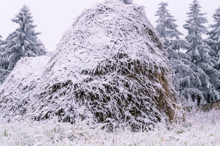 A haystack in winter in the village. Hay in the snow in the countryside. Winter landscape in the village in winter after a snowfall. Harvesting hay for pets for the winter.の写真素材