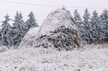 A haystack in winter in the village. Hay in the snow in the countryside. Winter landscape in the village in winter after a snowfall. Harvesting hay for pets for the winter.の写真素材