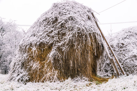 A haystack in winter in the village. Hay in the snow in the countryside. Winter landscape in the village in winter after a snowfall. Harvesting hay for pets for the winter.の写真素材