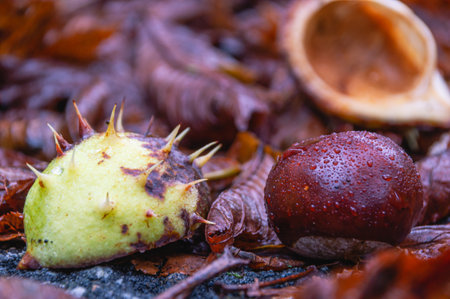 Chestnut (Latin Castanea) is a small genus of trees in the Beech family (Fagaceae). Brown chestnut nut with drops of water. Chestnut fruit and its yellowish prickly shell on a rainy autumn day.の写真素材