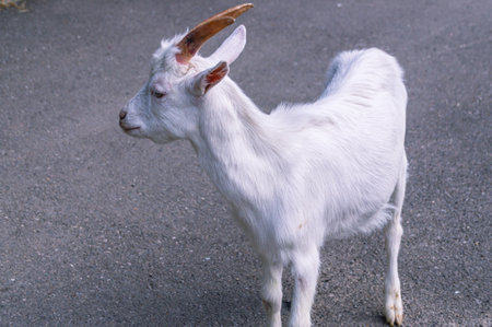 A young goat walks down the street in the city. A young goat with white horns. A domestic artiodactyl herbivore.の写真素材
