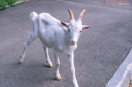 A young goat walks down the street in the city. A young goat with white horns. A domestic artiodactyl herbivore.の写真素材