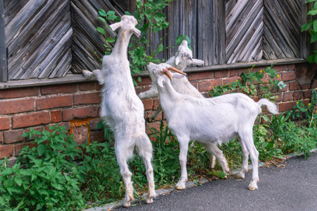 Young goats eat leaves from a bush near an old and dilapidated wooden house. The goats were standing on their hind legs and reaching for the leaves. A domestic artiodactyl herbivore.の写真素材