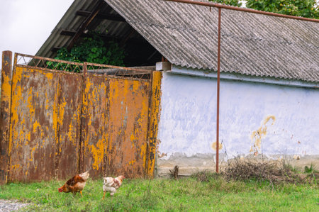 A chicken near the old shabby brown gate of a village house. chicken in the village. Chickens on the street in the village.の写真素材