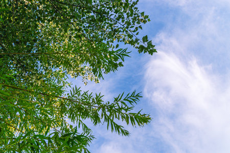 Willow tree leaves on the river bank. Trees by the river. Willow on a blue sky background.の写真素材